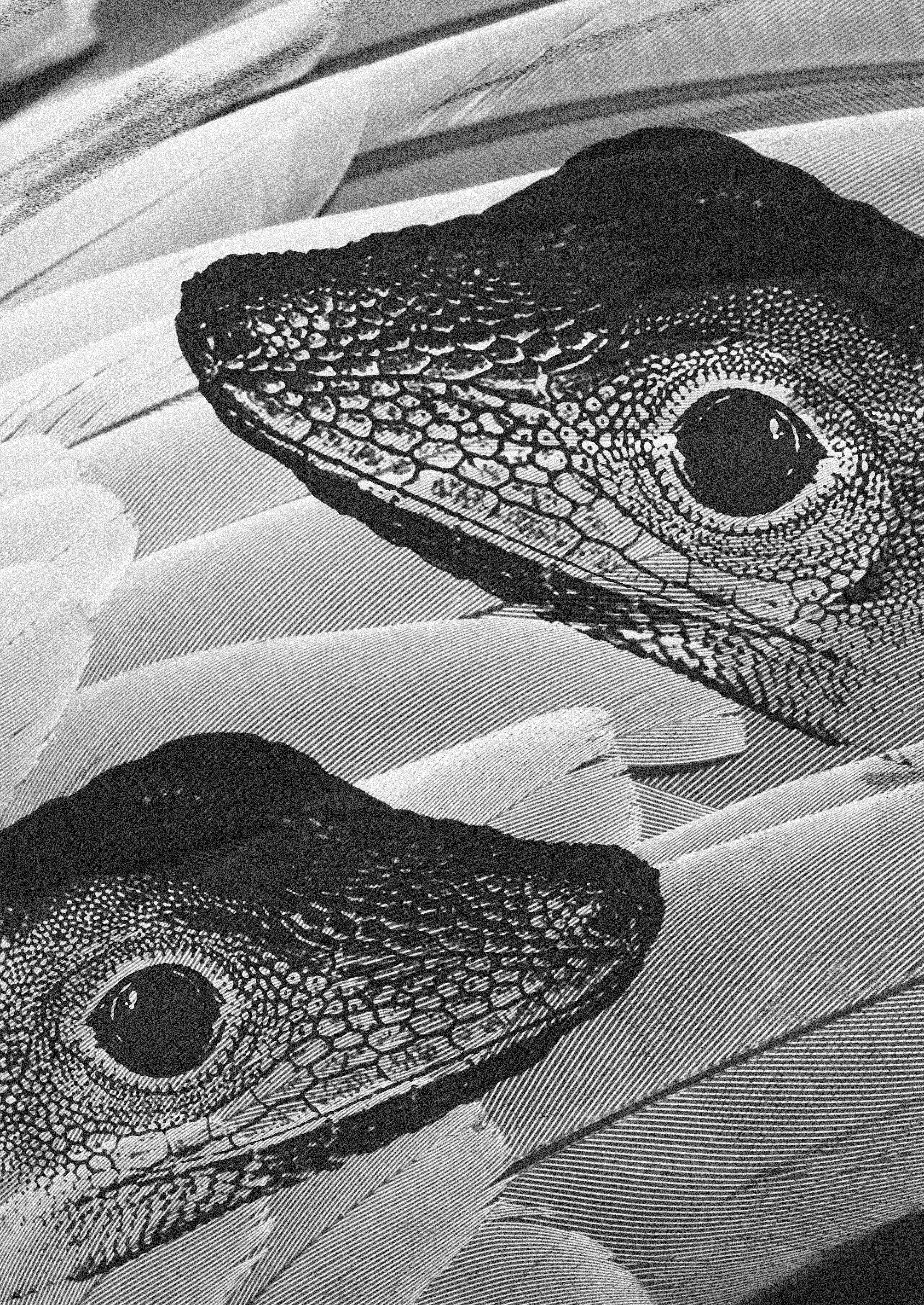 Between feathers and skin