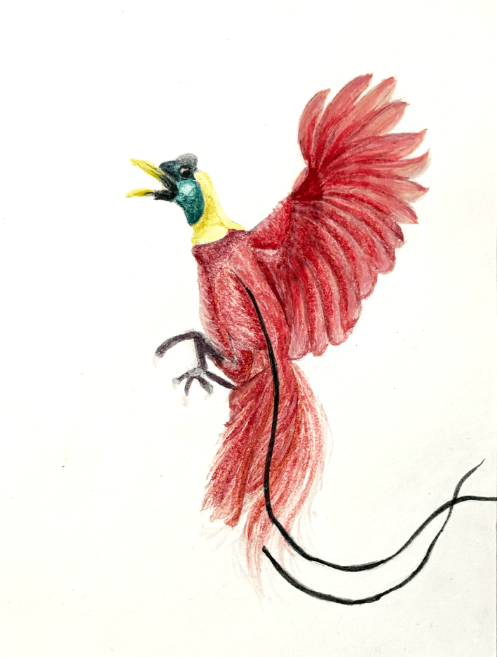 Between feathers and skin