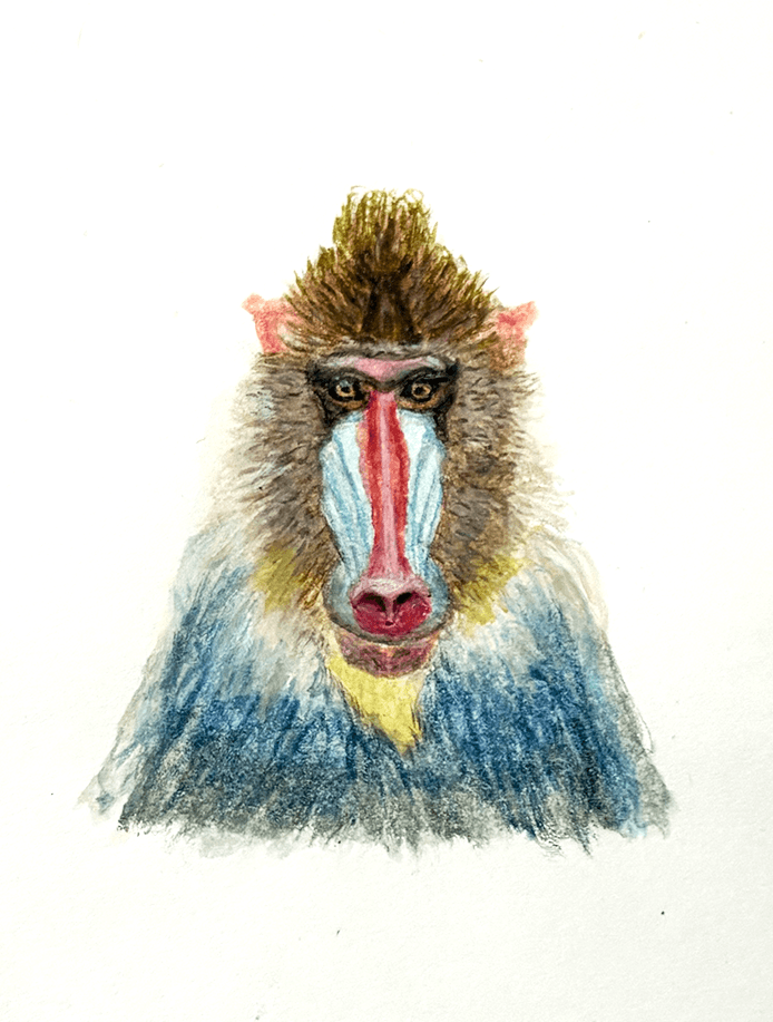 Between feathers and skin